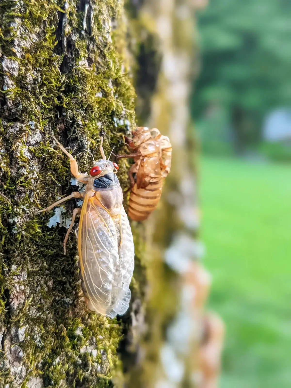 Periodical cicadas emergence 2024 
