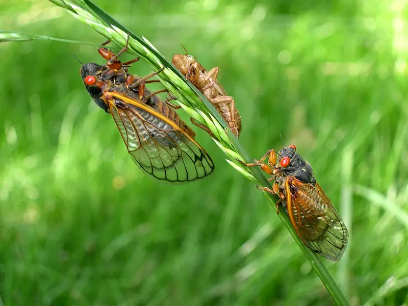 Periodical cicadas emergence 2024 